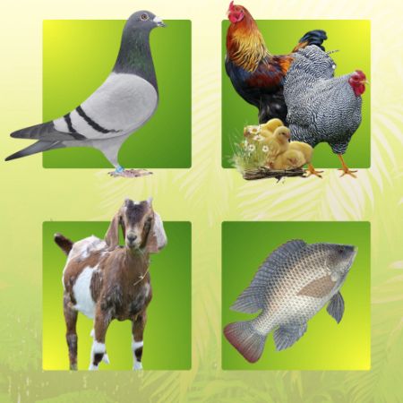 صورة لقسم الانتاج الزراعى والحيوانى